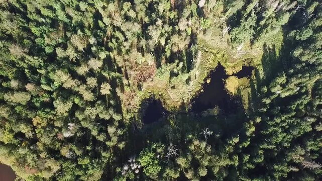 A pond in the riparian forest of the river Gauja, slow ascending top-down drone clip, Latvia