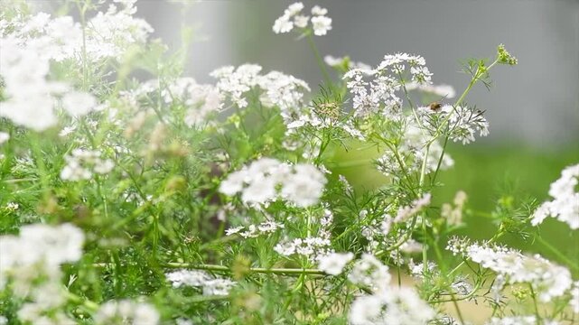 Coriander flowers, blooming Coriandrum, growing cilantro, flowers and seeds close up. Condiments, seasonings, healthy vegan food. Honey bee working on plant. 