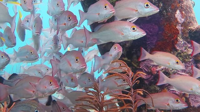 School of red snappers fish swimming under the pier in green blue sea. Shallow water close to the shore, marien life in the water. Beautiful scuba diving with variety of sea wildlife. Ocean exporation