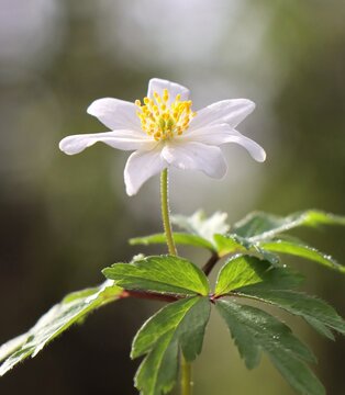 Beautiful wood anemone (Anemone nemorosa)