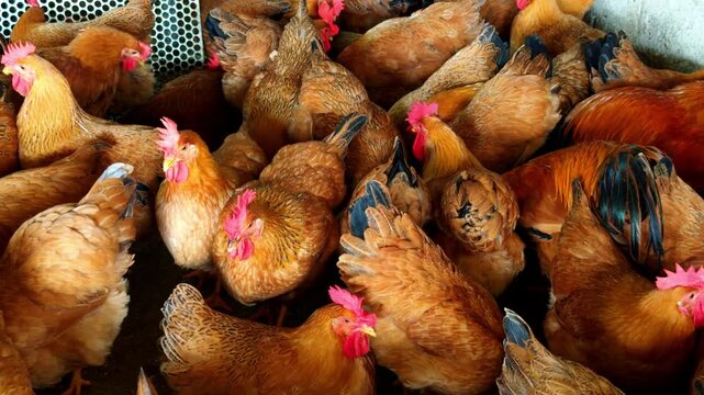 A dense flock of capons in a chicken coop at a chicken farm