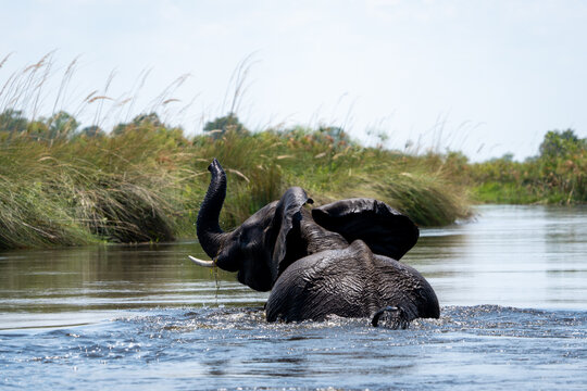 African Elephant Splashing and Playing in River
