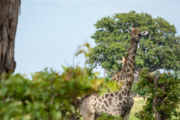 Fototapeta premium Giraffe Peering Over Treetops in African Bush