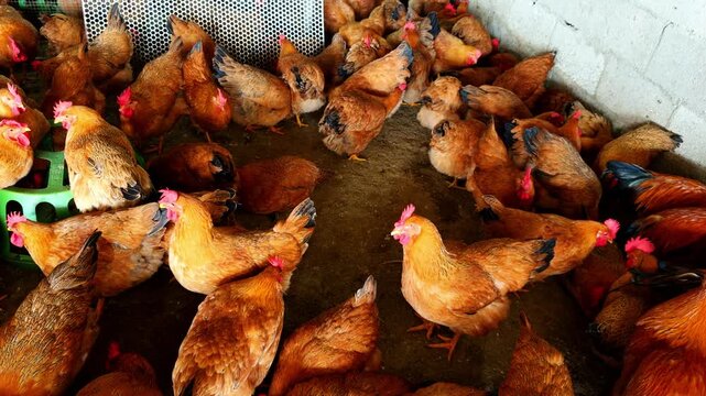 A dense flock of capons in a chicken coop at a chicken farm
