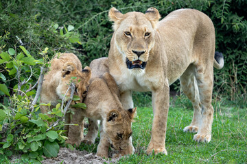 Fototapeta premium Lioness with Two Cubs Exploring in Green Bush