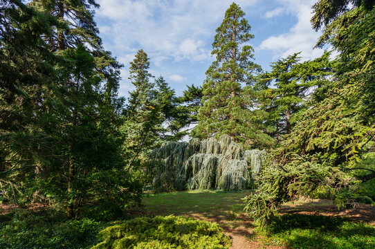 Striking weeping spruce stands in the center of park, its drooping branches cascading down like green curtain. Tall fir trees grow behind it, creating striking contrast. Massandra Park. Yalta, Crime