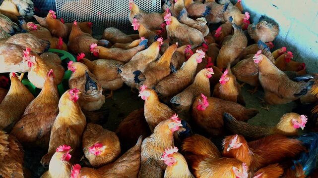 A dense flock of capons in a chicken coop at a chicken farm