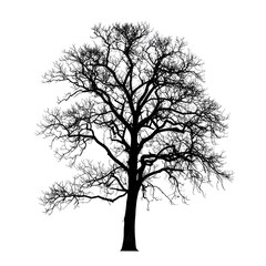 Obraz premium Silhouette of a bare, branching deciduous tree