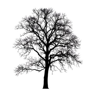 Silhouette of a bare, branching deciduous tree