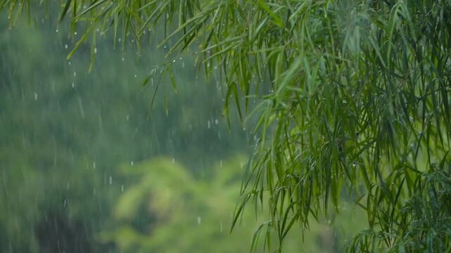Tropical Rainfall with Dramatic Cloudy Atmosphere