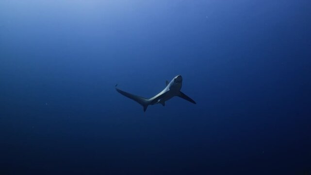 Thresher Sharks over the Reef and into the blue in Malapascua, Philipino Archipelago