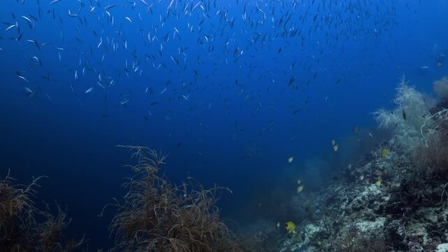 Thresher Sharks over the Reef and into the blue in Malapascua, Philipino Archipelago