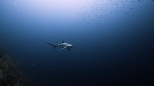 Thresher Sharks over the Reef and into the blue in Malapascua, Philipino Archipelago