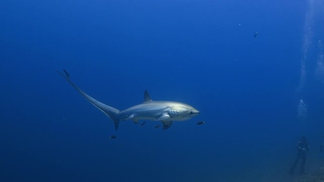 Thresher Sharks over the Reef and into the blue in Malapascua, Philipino Archipelago