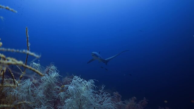 Thresher Sharks over the Reef and into the blue in Malapascua, Philipino Archipelago