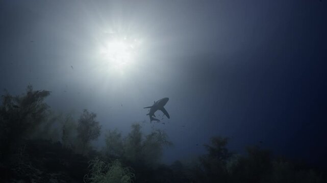 Thresher Sharks over the Reef and into the blue in Malapascua, Philipino Archipelago