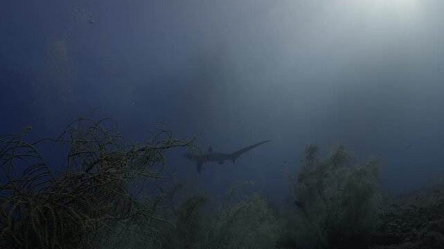 Thresher Sharks over the Reef and into the blue in Malapascua, Philipino Archipelago