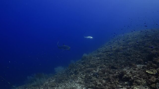 Thresher Sharks over the Reef and into the blue in Malapascua, Philipino Archipelago