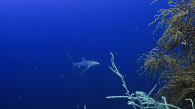 Thresher Sharks over the Reef and into the blue in Malapascua, Philipino Archipelago
