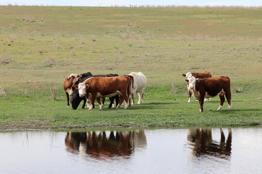 
Cows stand on the bank of a pond in the steppe