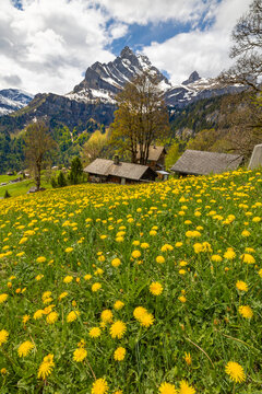 The Swiss village Braunwald in Glarus under the feet of Alp peak Ortstock in spring season with yellow dandedion fieds