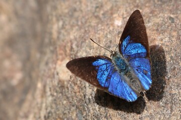 Peacock Royal Butterfly from Ajodhya Hills India © Supriya