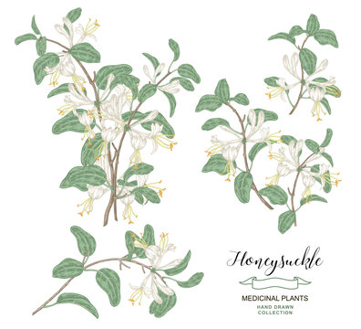 Honeysuckle flowers on branch. Lonicera japonica tree collection. Vector illustration hand drawn. Sketch style.