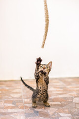 Fototapeta premium Playful Tabby Kitten Jumping to Catch String Toy, Cute Pet Action Moment
