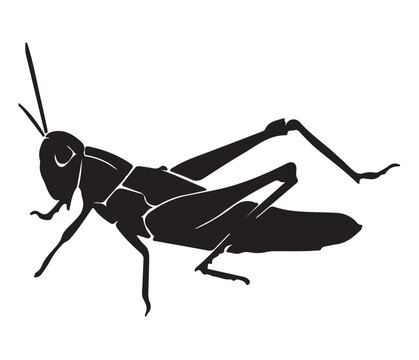  Grasshoper.