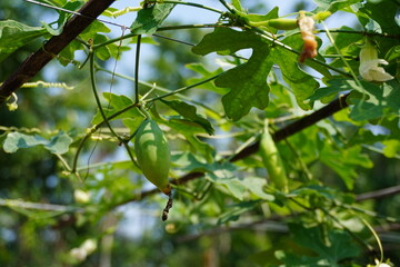 Fototapeta premium Tree Branch with Green Lobed Leaves and Hanging Seed Pods