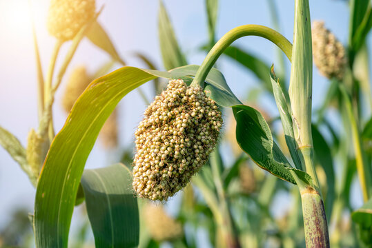 Jowar grain sorghum crop farm. Fresh healthy high fiber organic food jowar millet.