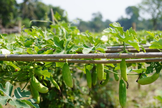 Fresh Ivy Gourd Vines Hanging on Bamboo Trellis in Organic Farm