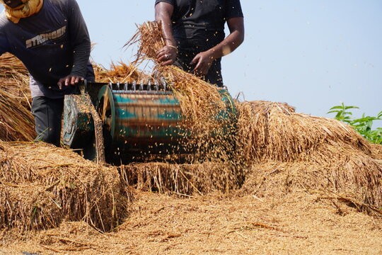 Farmers Threshing Harvested Rice Straw in Traditional Rural Agriculture