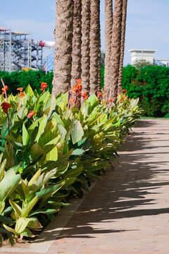 Canna generalis leaves and flowers in the garden, texture pattern