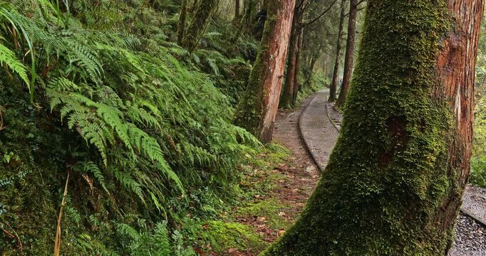 The misty mountain scenery of the Jianqing Ancient Trail Railway Trail in Taipingshan, Yilan.
