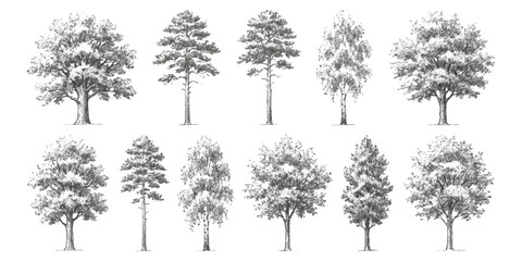 Set of hand drawn sketch trees including pine oak birch and various forest plants for natural design and illustrations © ZenVectors