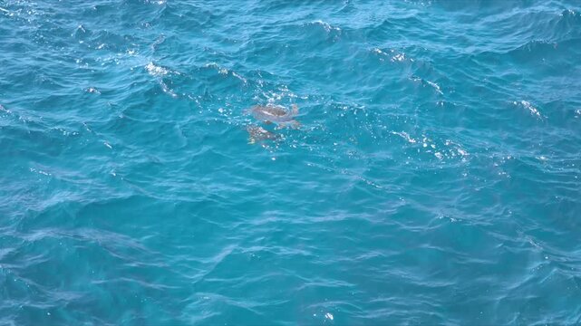 沖永良部島の青い海を泳ぐ2匹の野生のウミガメ（幸運のシンボル）