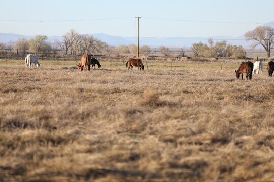 Mules grazing
