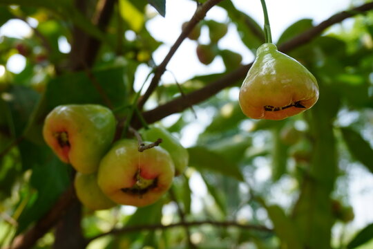 Ripe Rose Apples Hanging from Tree Branch
