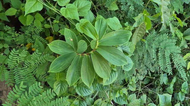 Wild Crepe Ginger Plant (Hellenia speciosa) Growing in Tropical Forest