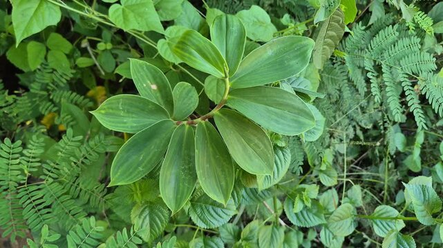 Wild Crepe Ginger Plant (Hellenia speciosa) Growing in Tropical Forest