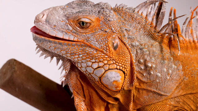 Close Up Profile of a Vibrant Orange Iguana Flicking Its Tongue