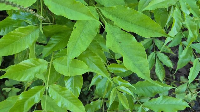 Fresh Green Leaves of Tropical Spondias Dulcis Tree Sapling