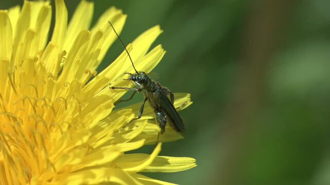 Thick-Legged Flower Beetle (Oedemera nobilis) male taking off from a dandelion flower. May, Kent, UK [Slow motion x5] 