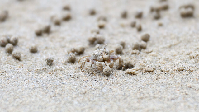 Tiny Ghost Crab Emerging from Burrow on Tropical Sandy Beach