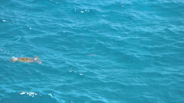 沖永良部島の青い海を泳ぐ2匹の野生のウミガメ（幸運のシンボル）