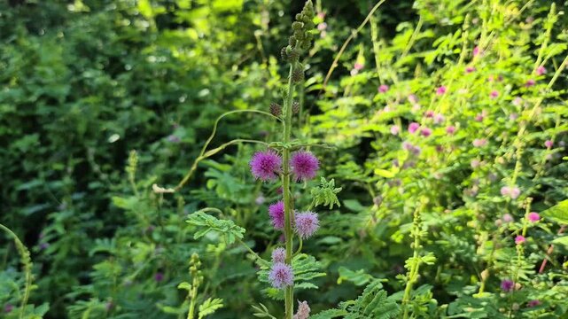 Beautiful Pink Mimosa Diplotricha Flowers Blooming in the Wild