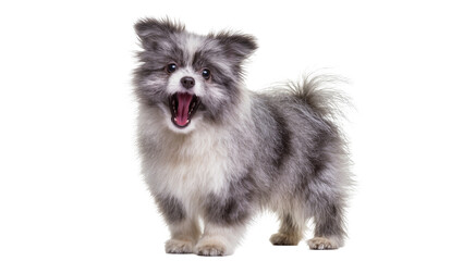 Obraz premium Isolated playful fluffy grey and white puppy with big eyes, mouth wide open and expressive face
