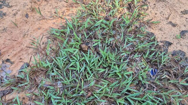 Wild Green Bermuda Grass (Cynodon dactylon) Growing on Dry Red Soil