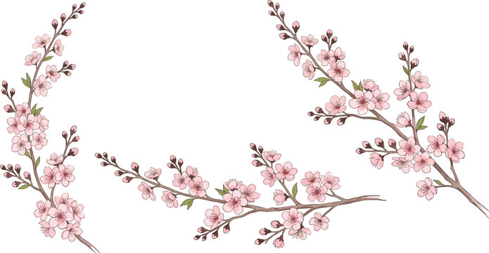 Delicate Pink Cherry Blossom Branches Set with Realistic Sakura Flowers and Buds for Spring Wedding Invitations, Greeting Cards, and Japanese Themed Floral Graphic Designs